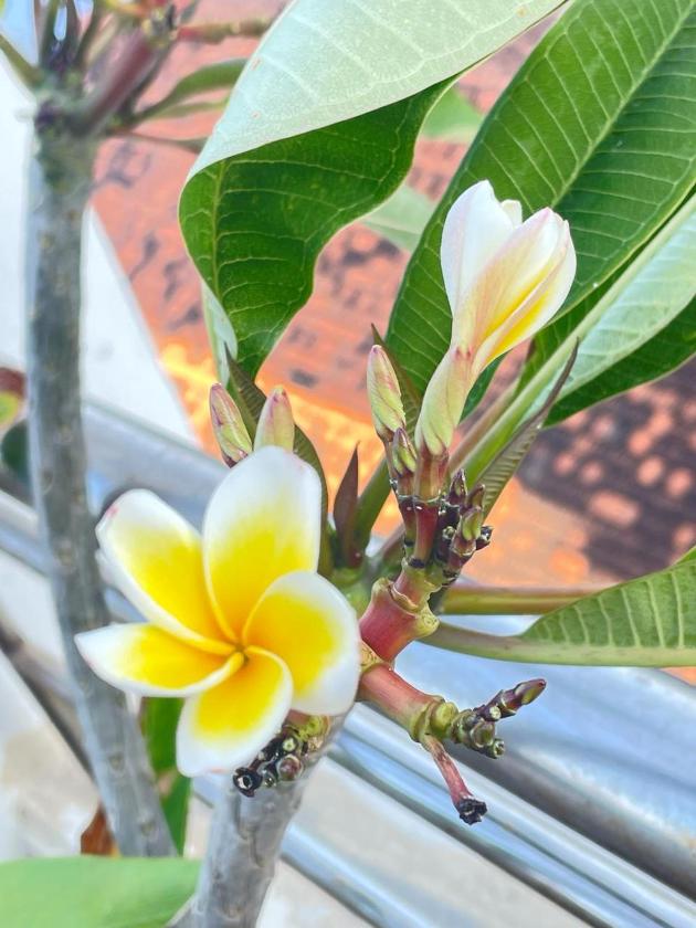 Phòng Deluxe Giường Đôi Với Ban Công và Tầm Nhìn Ra Biển