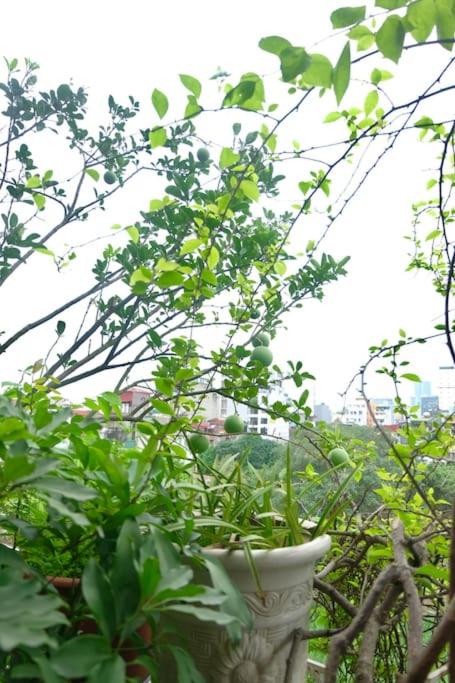 Căn Hộ 1 Phòng Ngủ