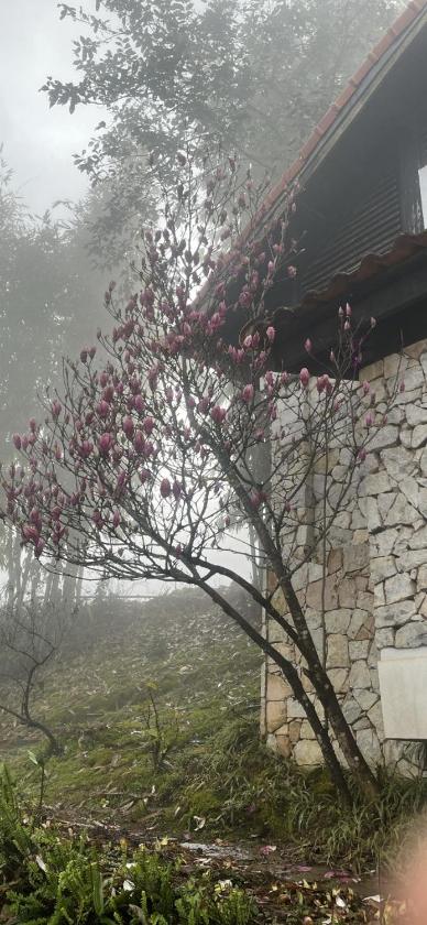 Biệt Thự 2 Phòng Ngủ