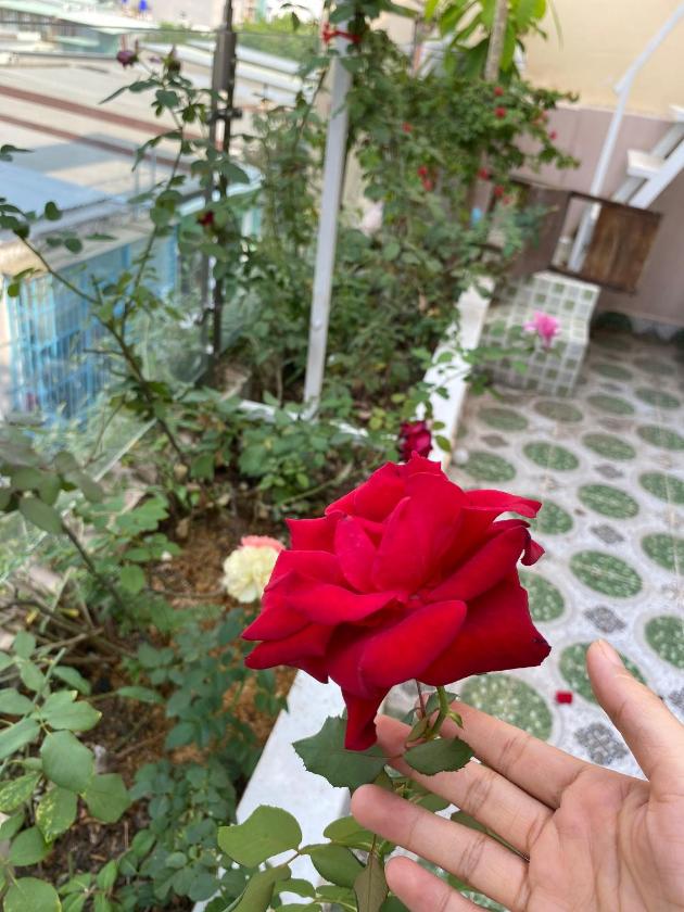 Phòng Có Giường Cỡ King Nhìn Ra Vườn