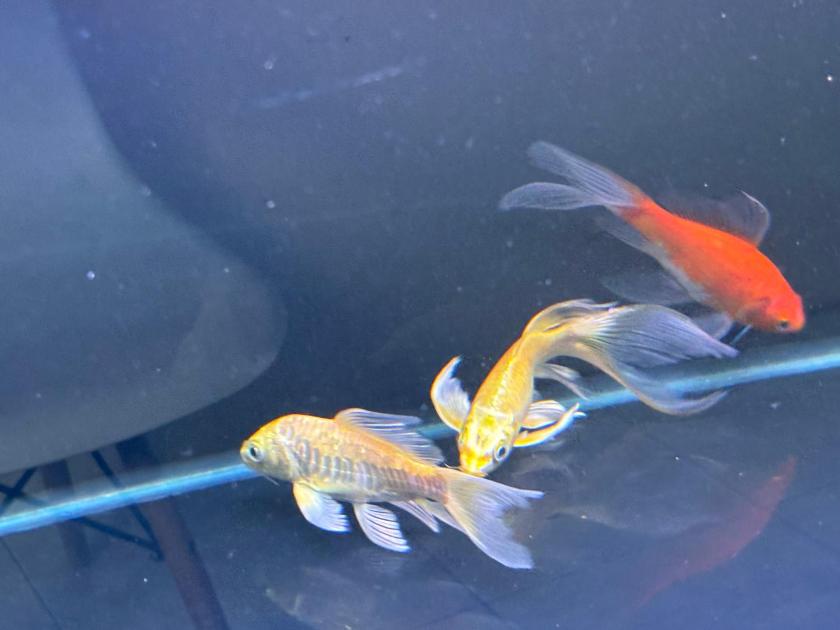 Căn Hộ 1 Phòng Ngủ