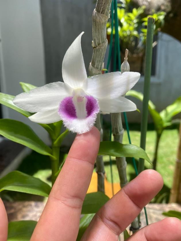 Căn Hộ 2 Phòng Ngủ