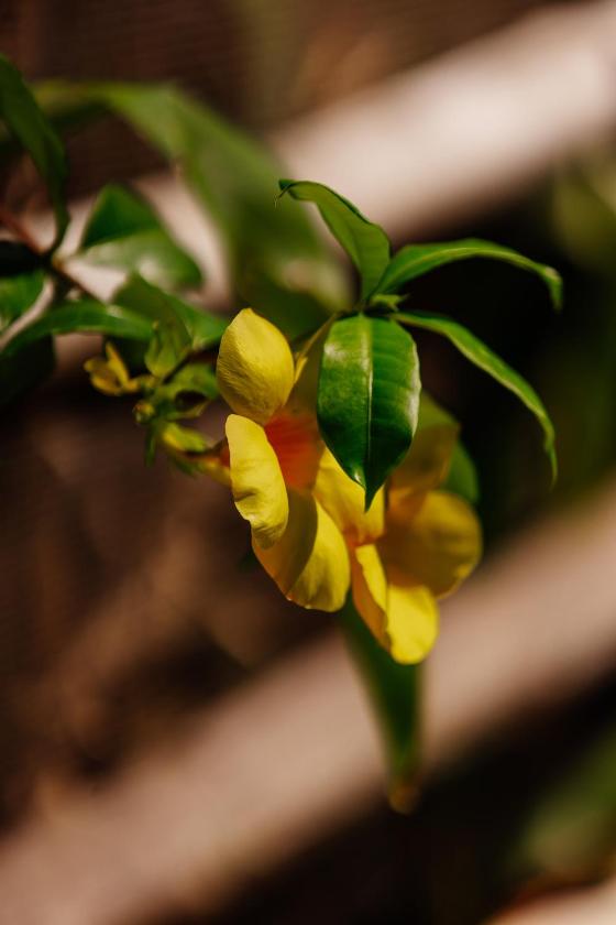 Biệt Thự Có Hồ Bơi Riêng Biệt Thự Có Hồ Bơi Riêng