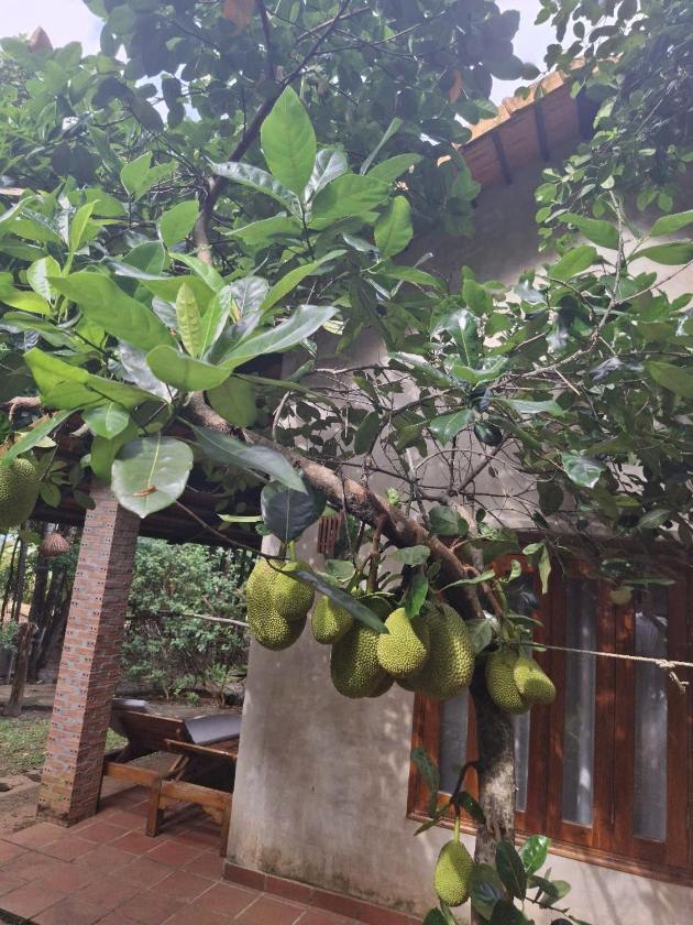 Bungalow Superior Nhìn Ra Vườn