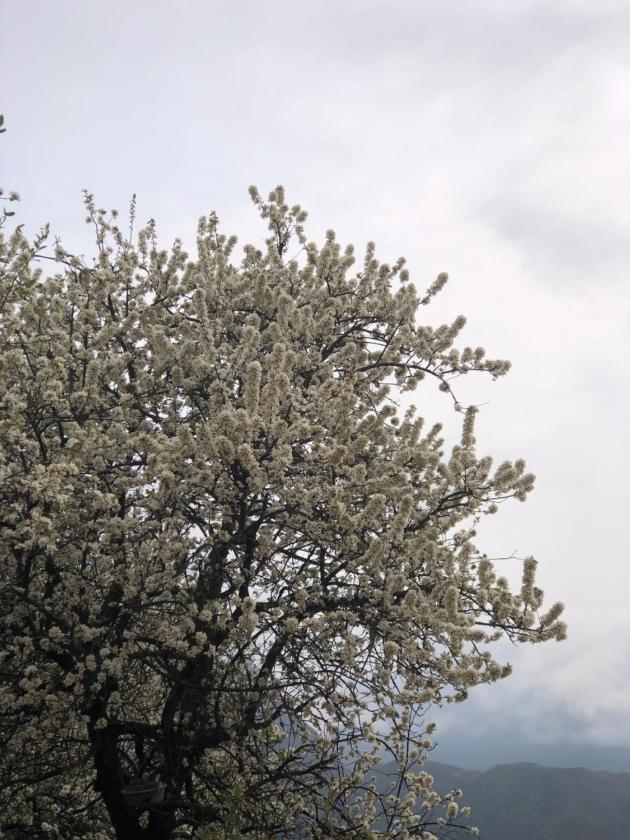 Phòng 2 Giường Đơn Nhìn Ra Núi