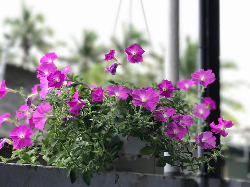 Phòng Deluxe Giường Đôi Có Ban Công Phòng Deluxe Giường Đôi Có Ban Công