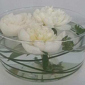Amami Alfredo