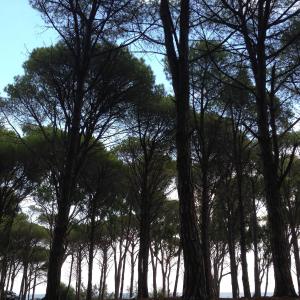 Cavalli di S'Arcaite