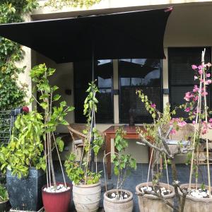 A park facing room