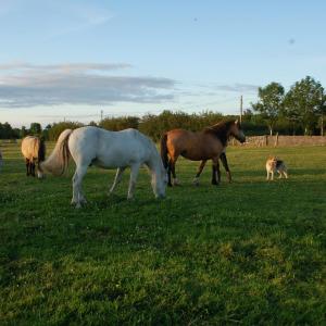 The Little Flock Farm