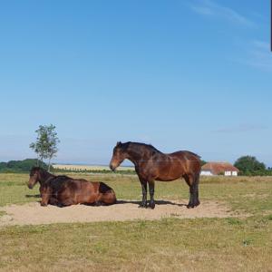 Ferienapartment Wiese & Meer auf Rügen