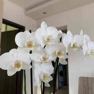 Orchidea Apartmanház Egerszalók
