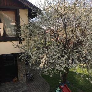 Pensiunea DARMA