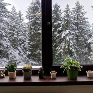 Pine Tree Apartment / Borovets Gardens