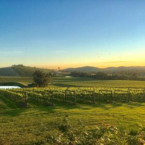 Mount Hope Estate Vineyard