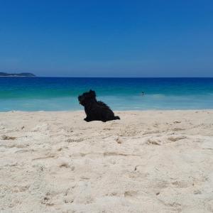 charmosa cobertura em Ipanema na quadra da praia de quarto, sala, terraço e sauna