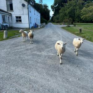 Gurteen farm house