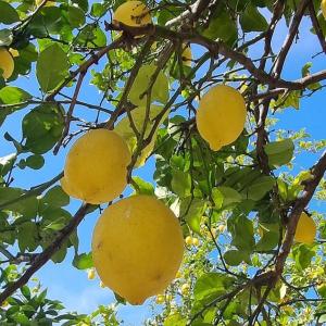 La Limonaia