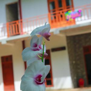 Yino Villa Midigama