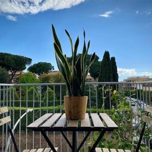 Fiello Flat #1