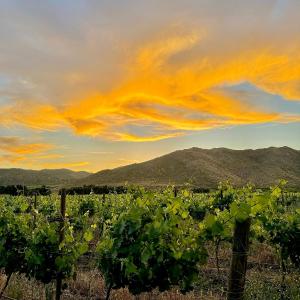 Bruma Wine Resort