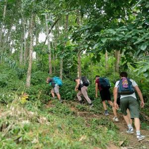 Bukit Lawang Backpacker JungleTrekking Only Booking with us