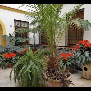 La casa de Tachi