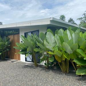 Toucan home