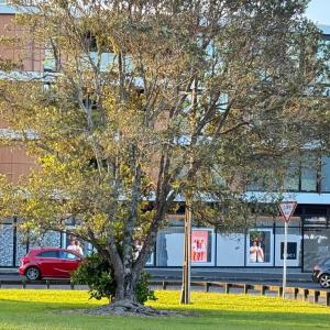 Apartment in Mount Eden- Two Bedroom with one carpark