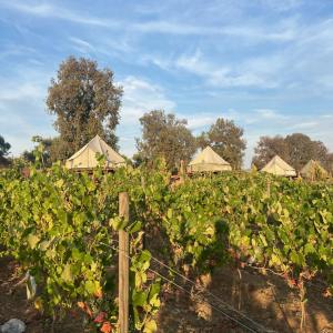 Lago Valle Wine Glamping