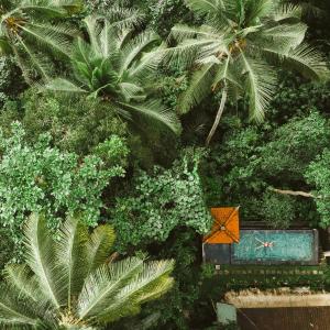 The Nest in Ubud