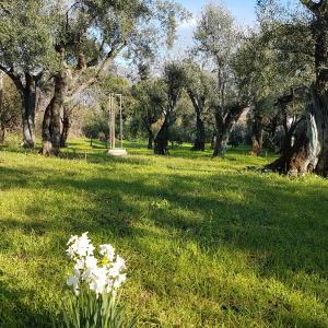 Antico Uliveto