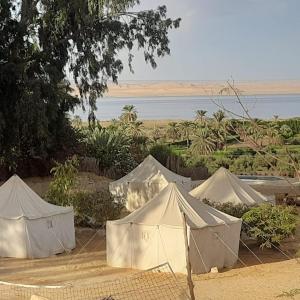 Tunis Camp Fayoum