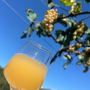 Wine tasting - Kitesa's wine cellar