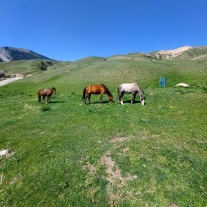 Kolsay