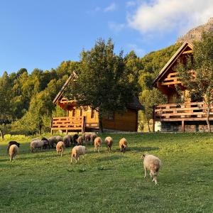 Bujtina Pepushaj Lepushe