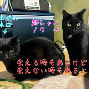 民宿とランチ大ちゃんち