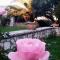 Villa Rose Garden - Agios Ioannis