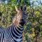 Big Valley Game Lodge
