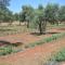 Agriturismo "Terra DUlivi"