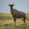 The Royal Fischer Hotel
