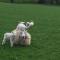 Firs Farm B&B