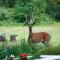 Bear & Butterfly Bed and Breakfast