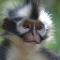 Ida Guest House & JUNGLE TREKKING