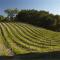 Dunning Vineyards Guest Villa - Paso Robles