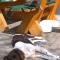 Pension Sommerfrische