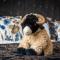 The Golden Fleece Hotel, Thirsk, North Yorkshire - The Coaching Inn Group