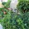 Marias Rose Garden