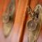 Bed & Breakfast Vila Baguc
