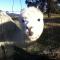 Foto: Starline Alpacas Farmstay Resort 1/135